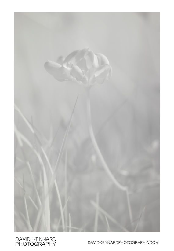 Lotus corniculatus flowers [IR]