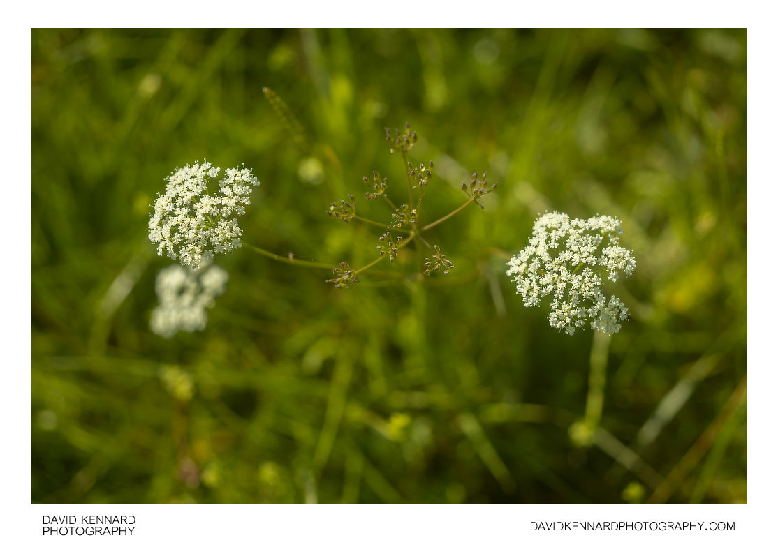Conopodium majus (Pignut) flowers
