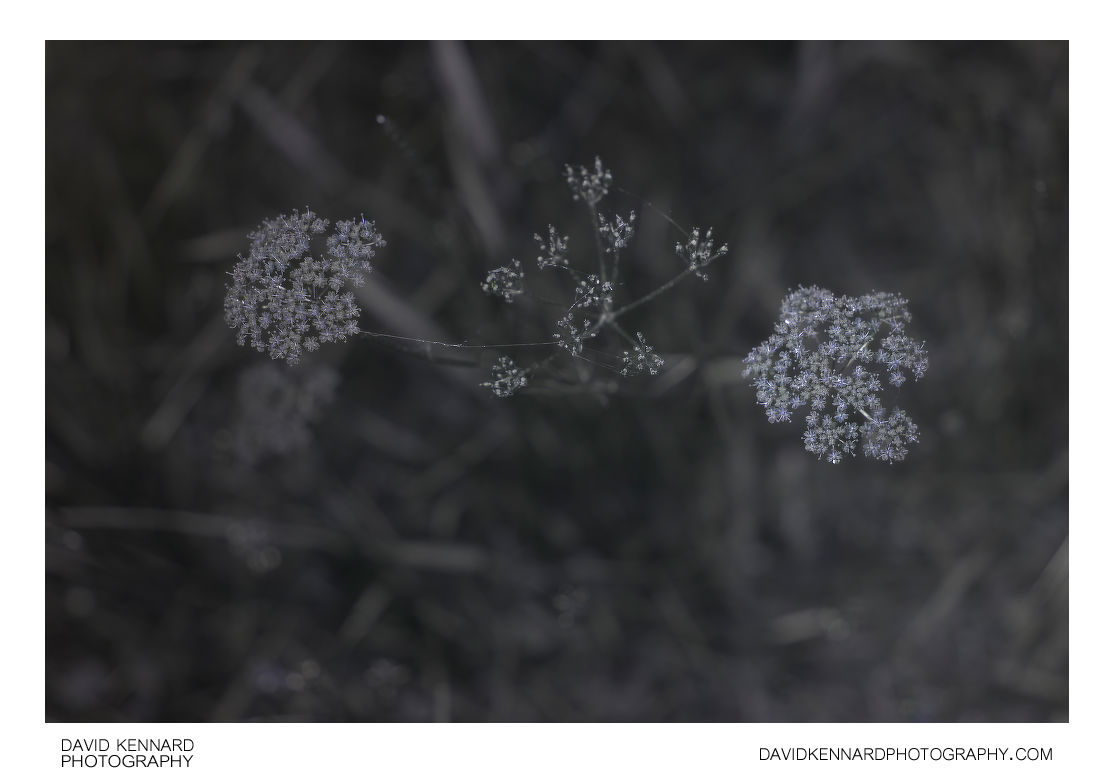 Conopodium majus (Pignut) flowers [UV]