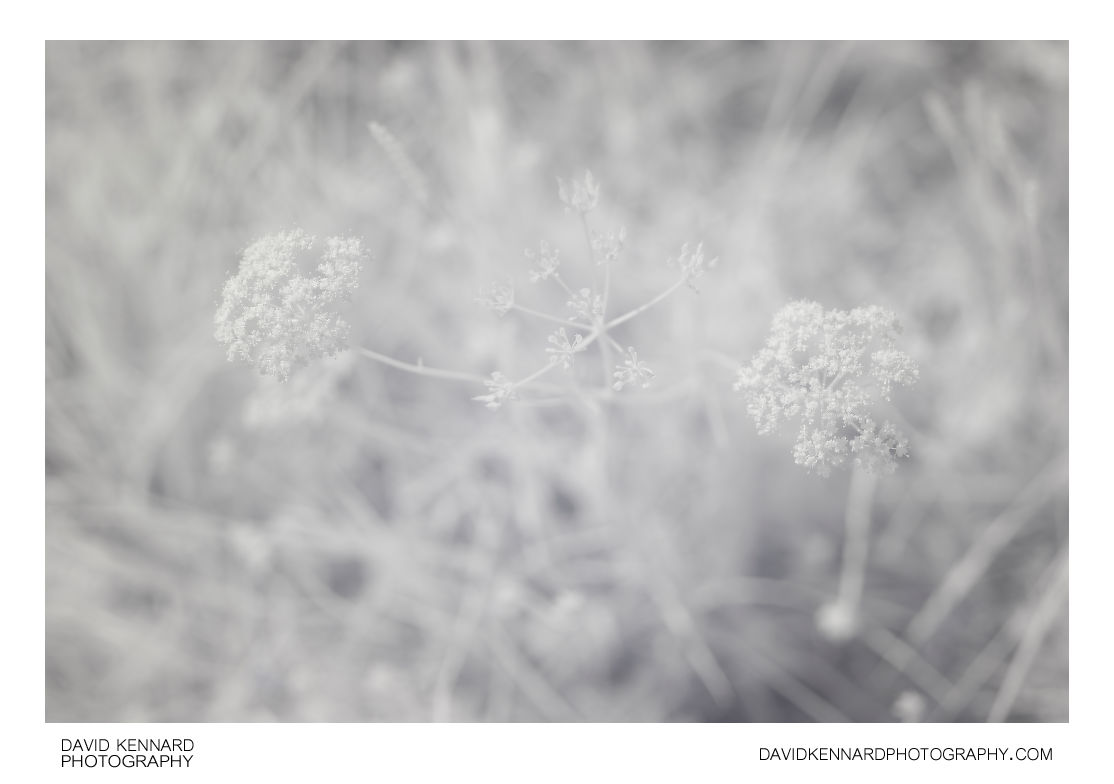 Conopodium majus (Pignut) flowers [IR]