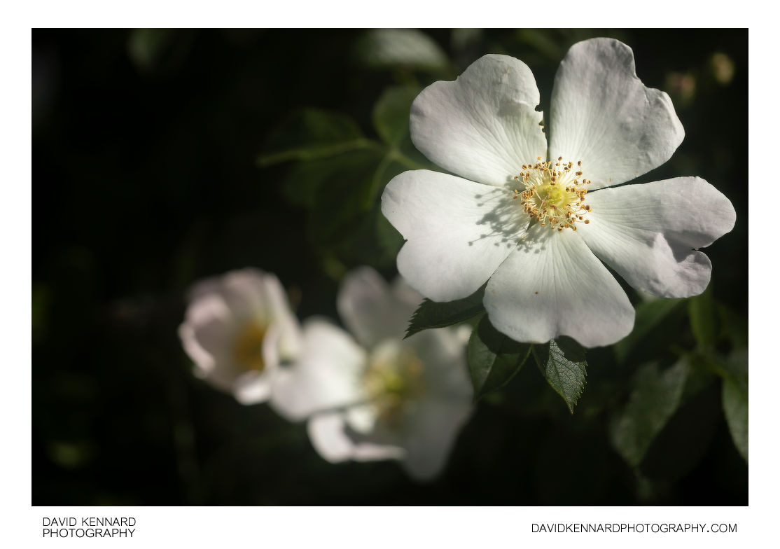 White Dog rose flower