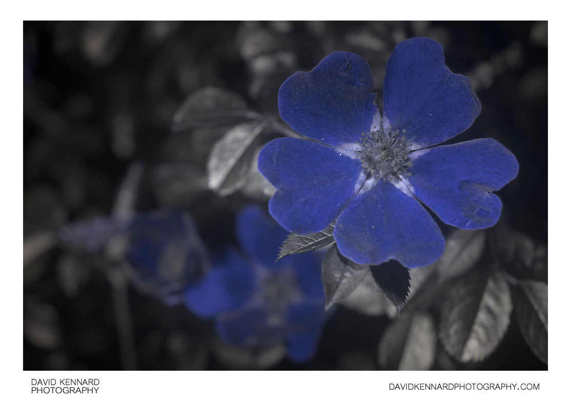 White Dog rose flower [UV]