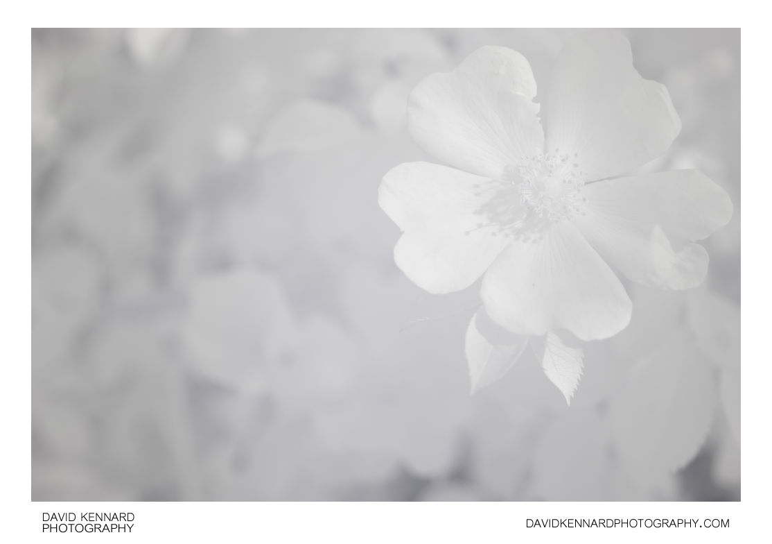 White Dog rose flower [IR]