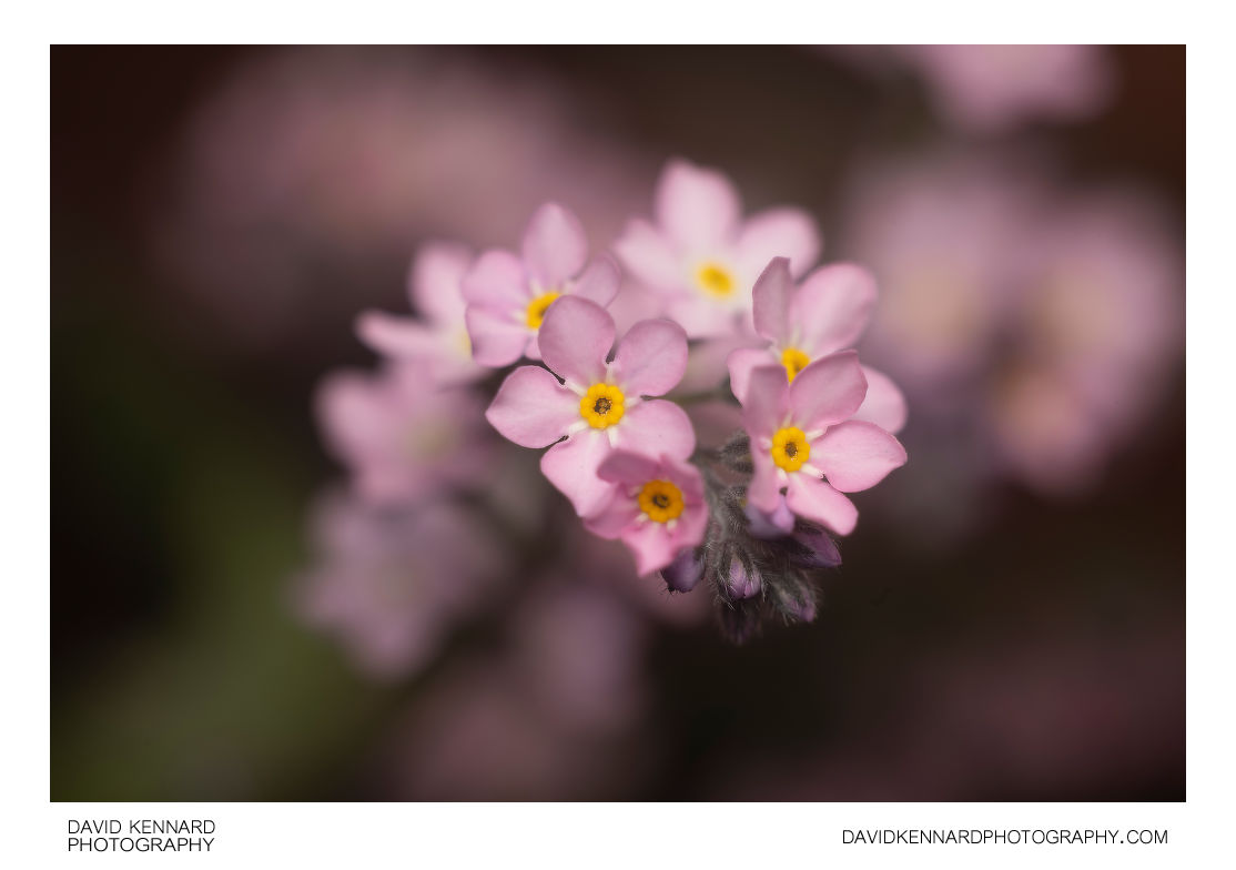 Pink Forget-me-not flowers