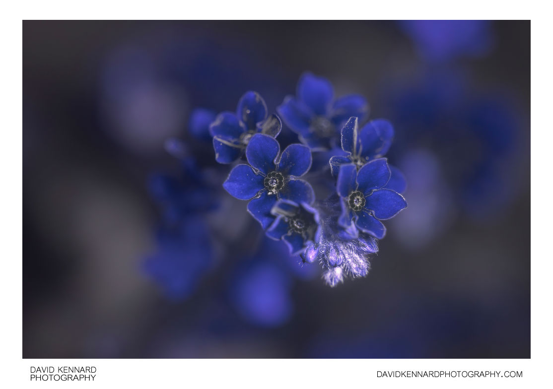 Pink Forget-me-not flowers [UV]
