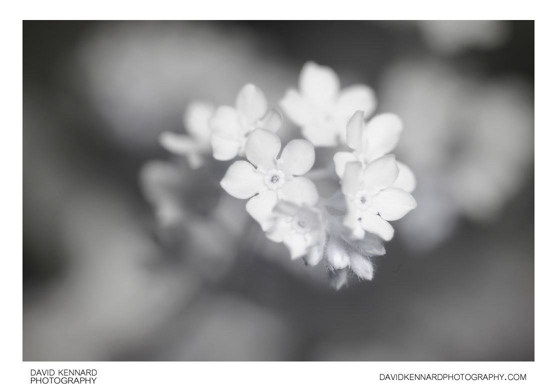 Pink Forget-me-not flowers [IR]