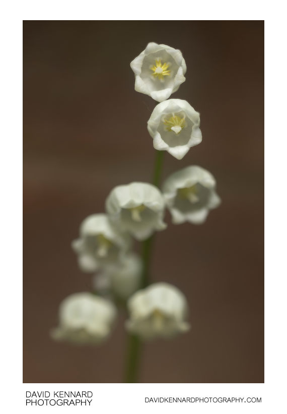 Lily-of-the-valley flowers