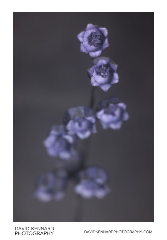 Lily-of-the-valley flowers [UV]