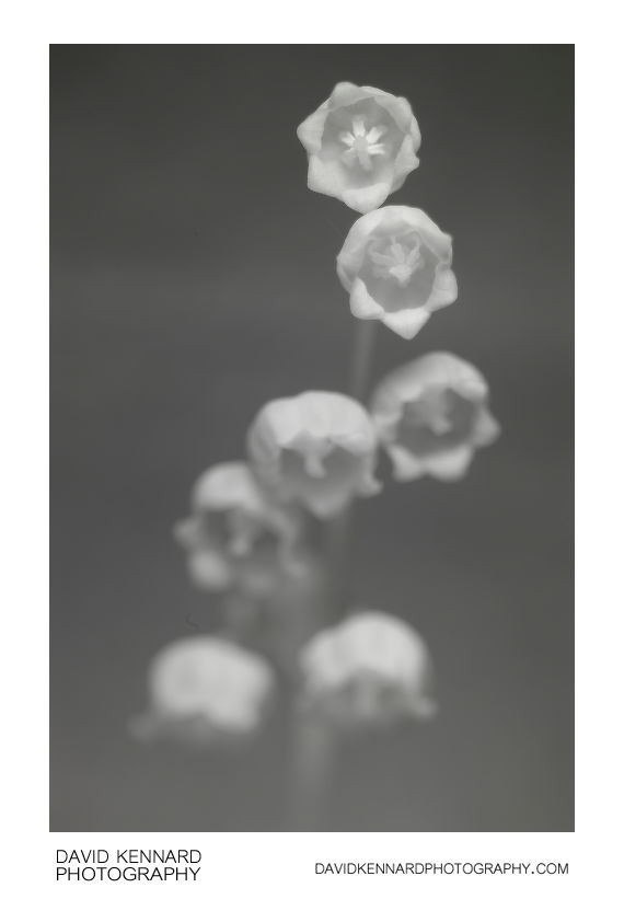 Lily-of-the-valley flowers [IR]