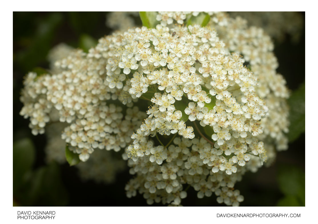 Pyracantha flower cluster