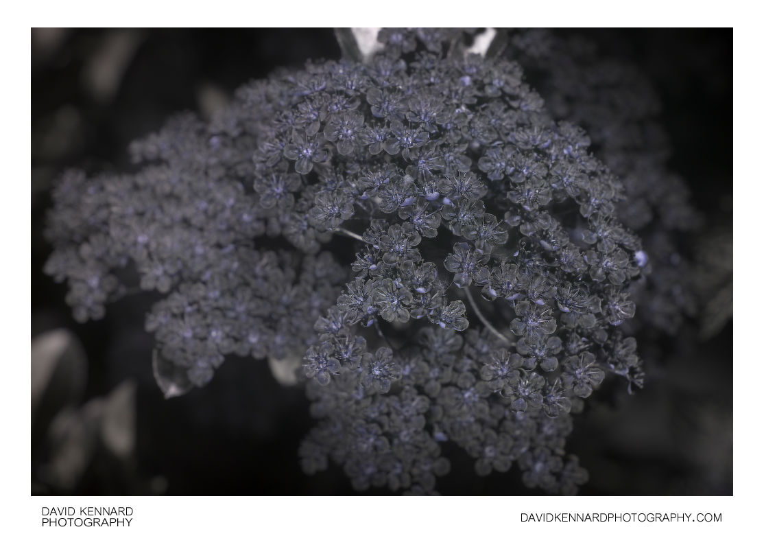 Pyracantha flower cluster [UV]