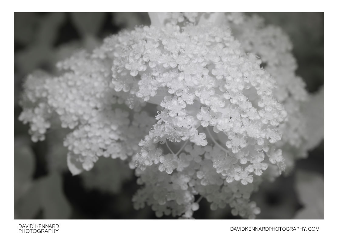 Pyracantha flower cluster [IR]