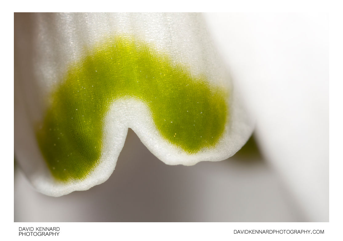 Green marking on Snowdrop flower
