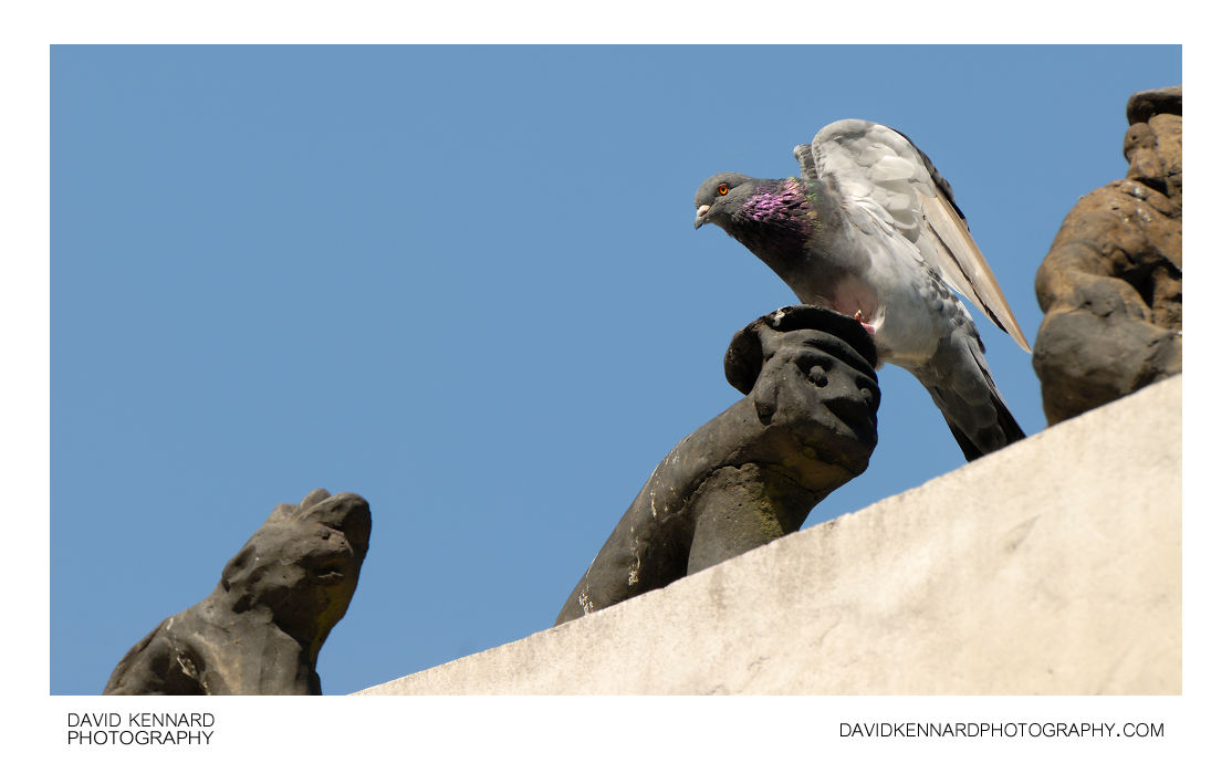 Pigeon on Palgak-jeong roof