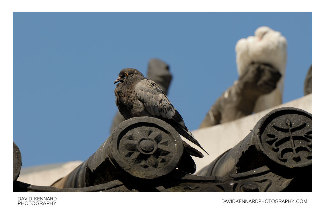 Pigeons on Palgak-jeong roof