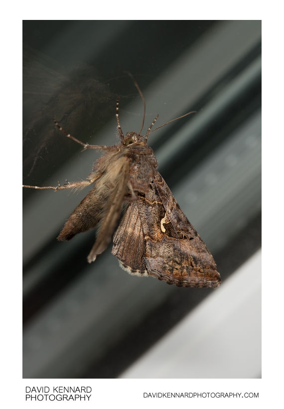 Silver Y Moth with wings up