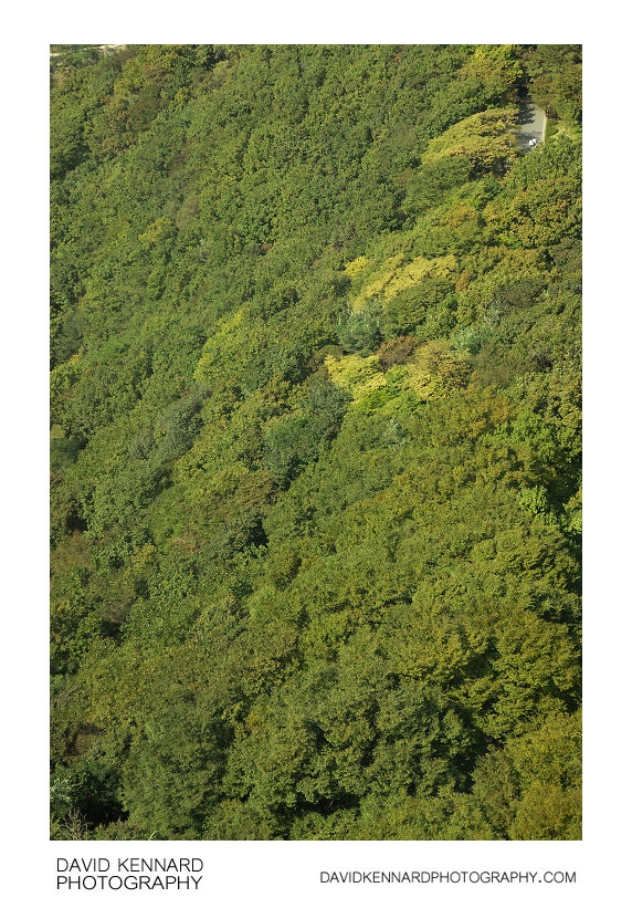 Forest on Namsan Mountain