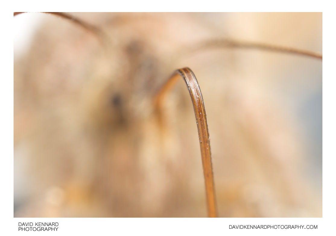 Silver Y Moth (Autographa Gamma) Proboscis