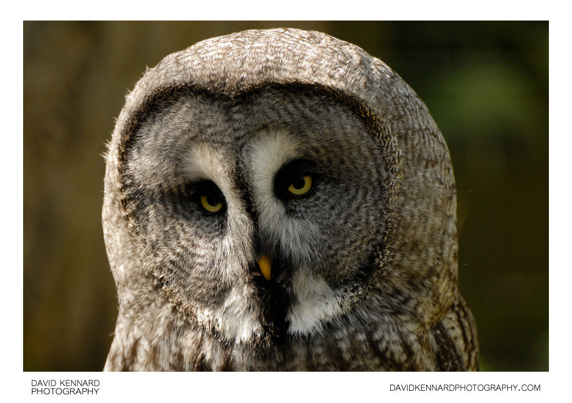 Great Grey Owl (Strix nebulosa)