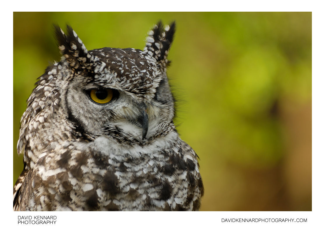 Spotted Eagle Owl (Bubo africanus)