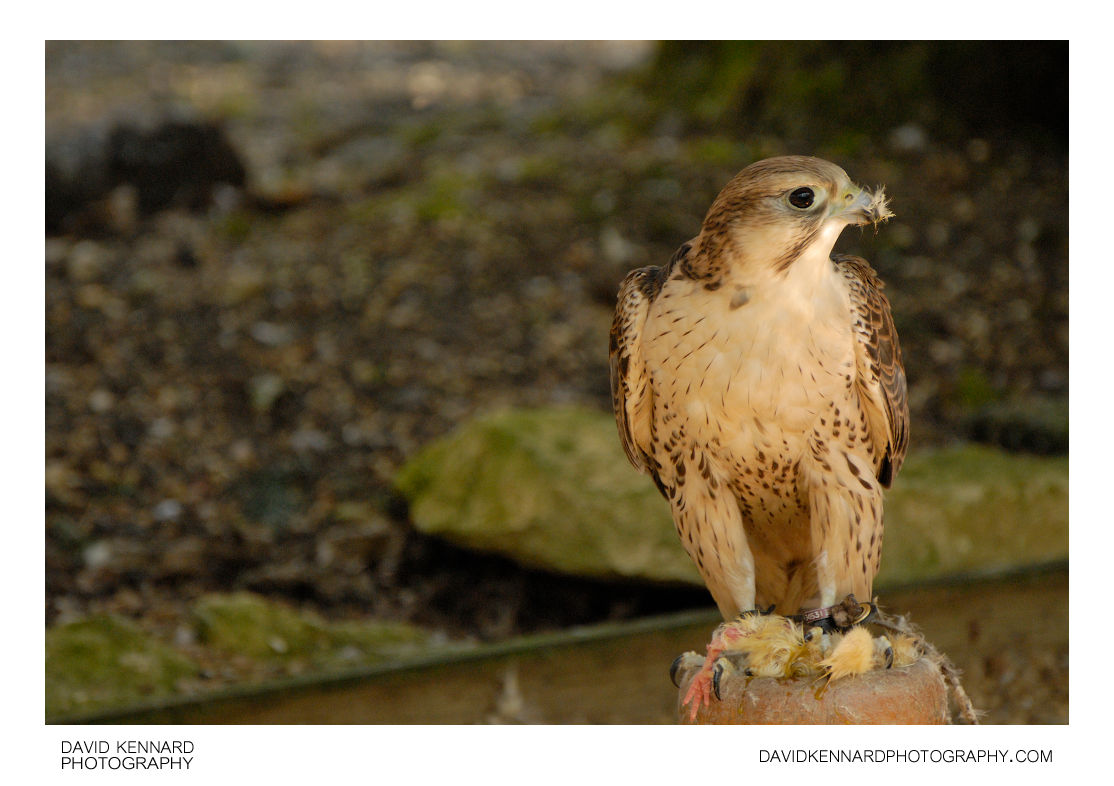 Captive Falcon eating a chick