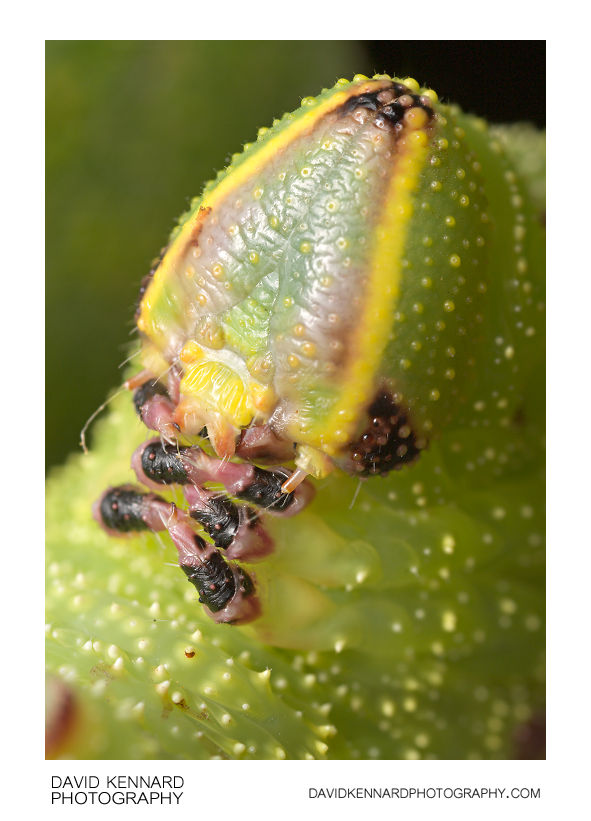 Poplar Hawk-moth (Laothoe populi) caterpillar head & thoracic legs