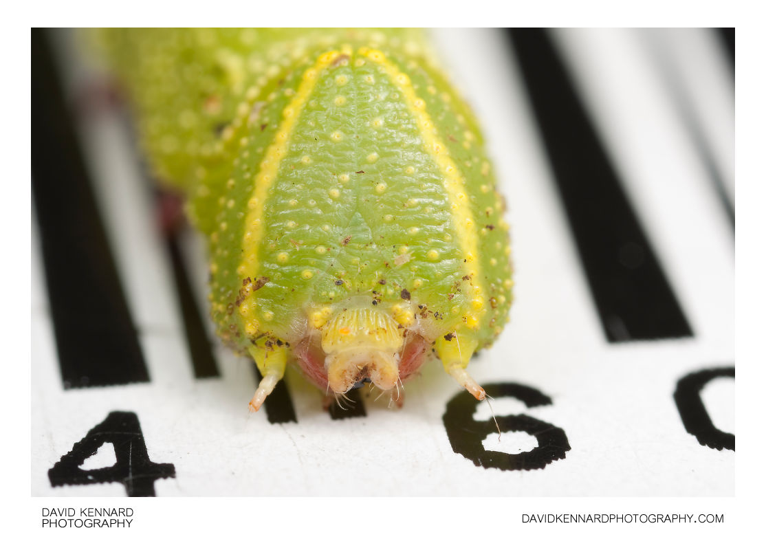 Poplar Hawk-moth (Laothoe populi) caterpillar on Barcode