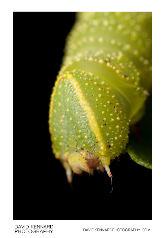 Poplar Hawk-moth (Laothoe populi) caterpillar