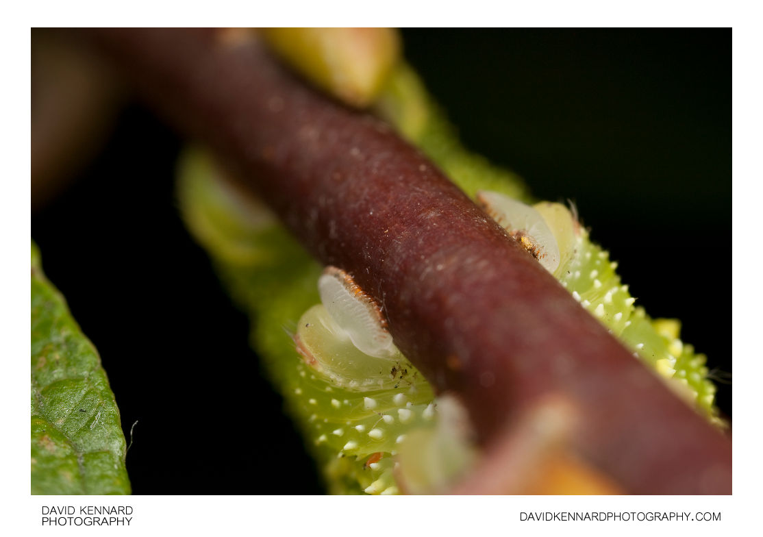 Poplar Hawk-moth (Laothoe populi) caterpillar prolegs
