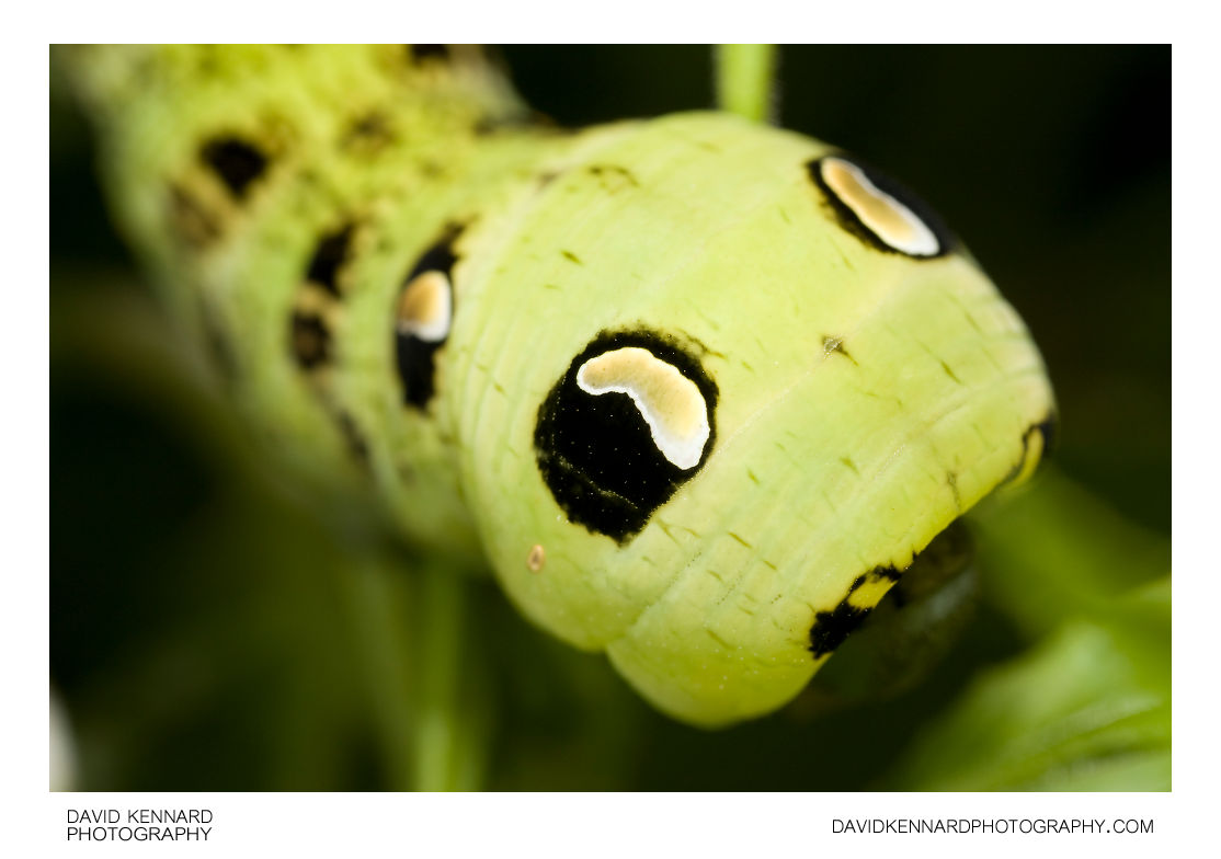Elephant Hawk-moth (Deilephila elpenor) Caterpillar (green) snake pose