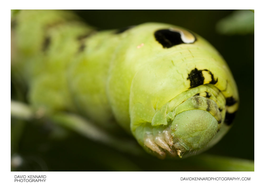 Elephant Hawk-moth (Deilephila elpenor) Caterpillar (green)
