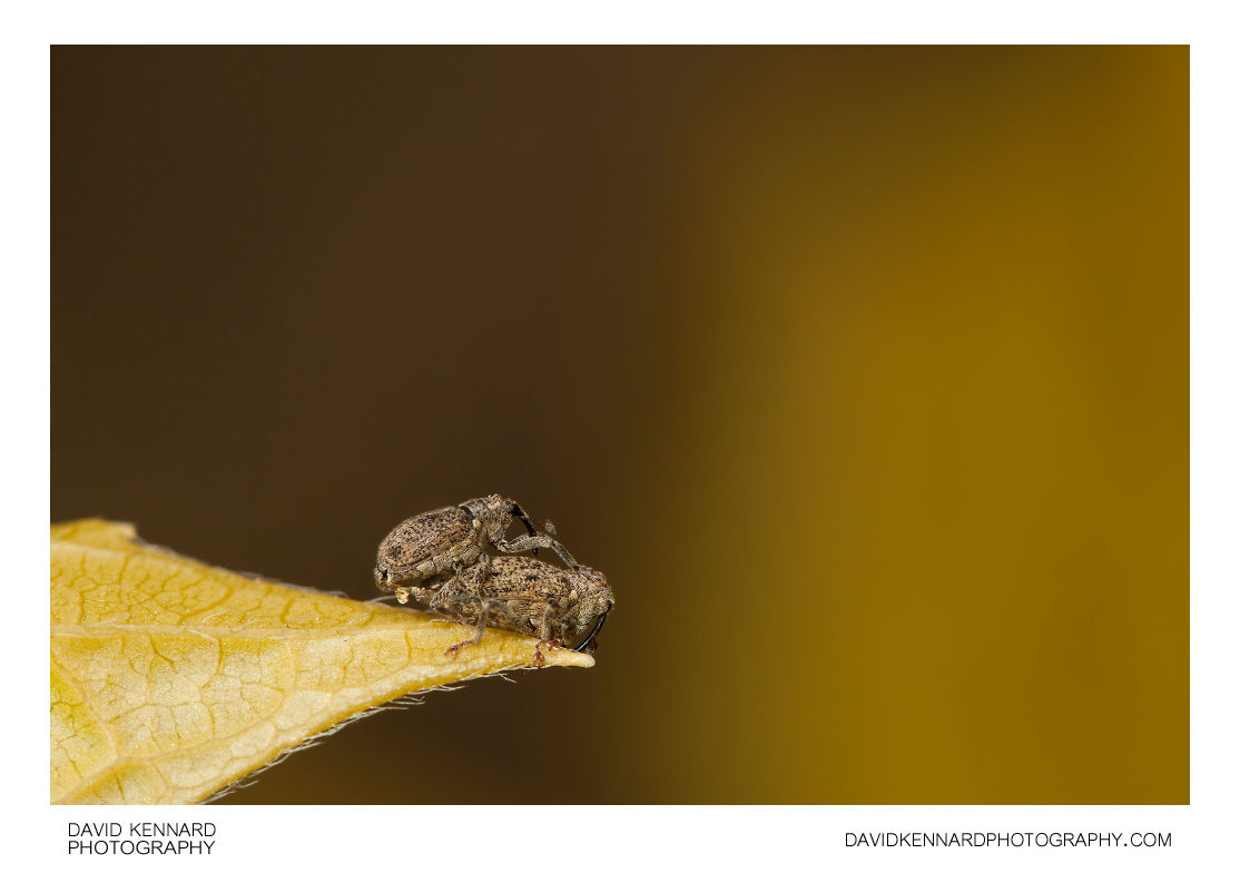 Mating Weevils