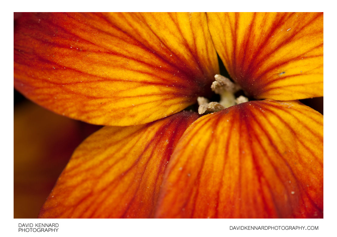 Aegean Wallflower flower close-up