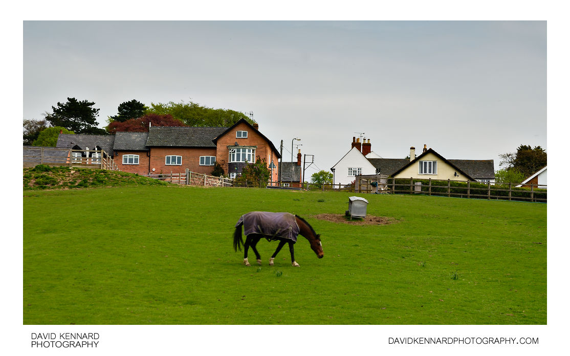 Horse and houses