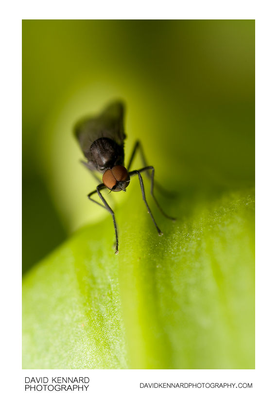 Bicellaria sp. Hybotid Dance fly