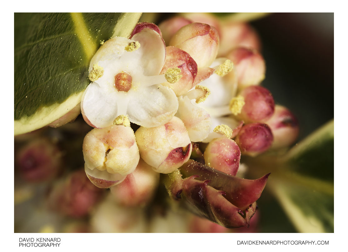 Ilex aquifolium 'Silver Queen' European Holly Flower