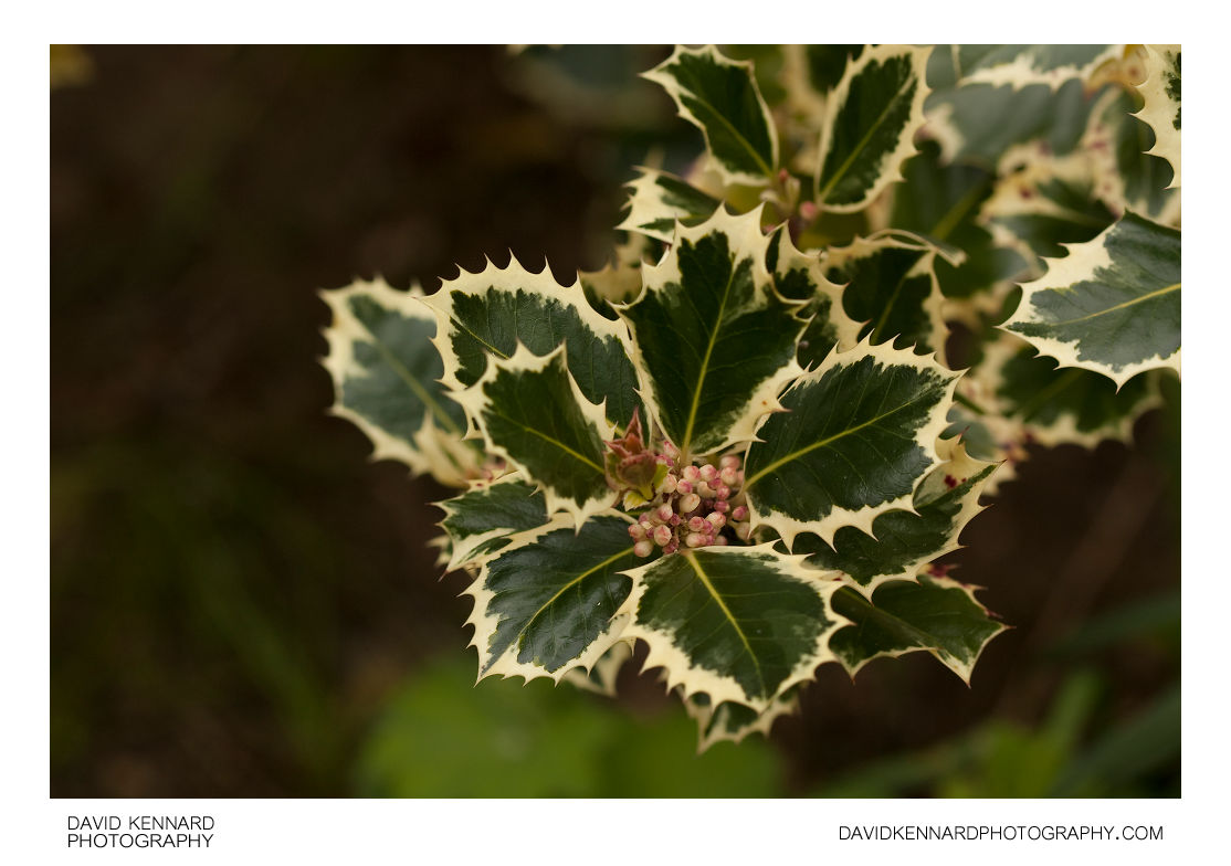 Ilex aquifolium 'Silver Queen' European Holly