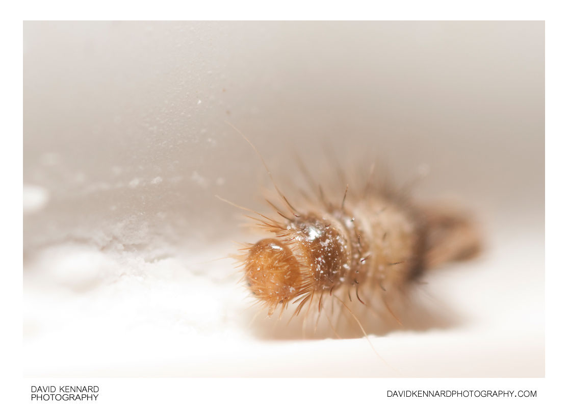 Varied Carpet Beetle (Anthrenus verbasci) larva (III) · David Kennard Photography