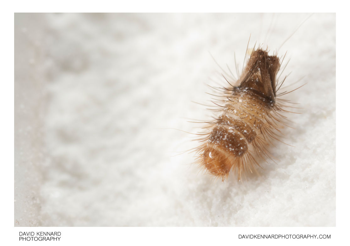 Varied Carpet Beetle Life Cycle