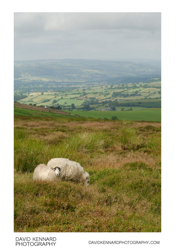 Sheep on the Long Mynd