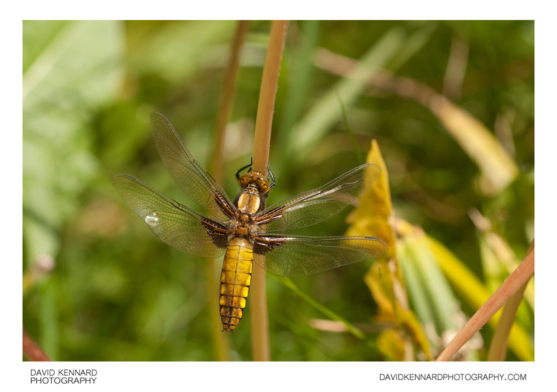 Female Broad-bodied Chaser (Libellula depressa) (I) · David Kennard ...