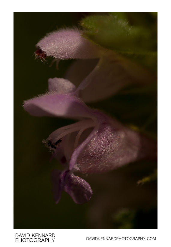Cut-leaved Deadnettle (Lamium hybridum) flowers