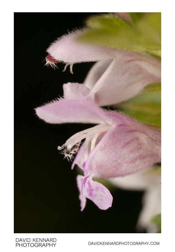 Cut-leaved Deadnettle (Lamium hybridum) flowers