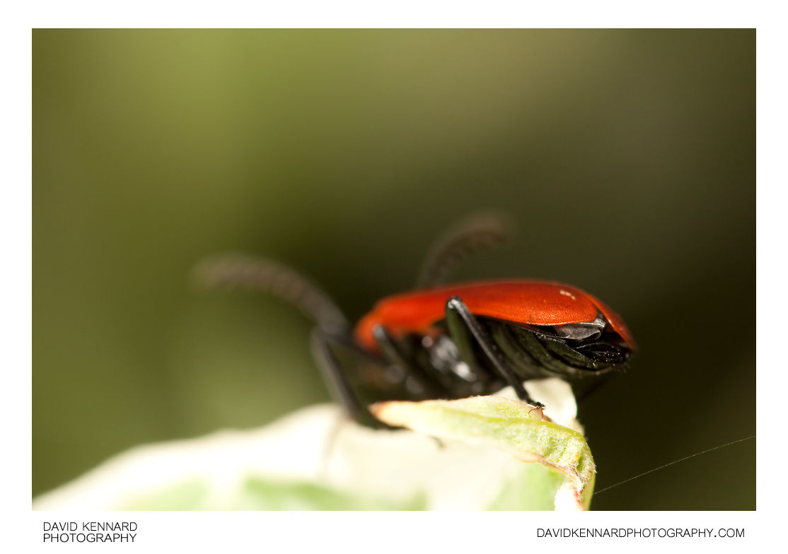 Red-headed cardinal beetle (Pyrochroa serraticornis)