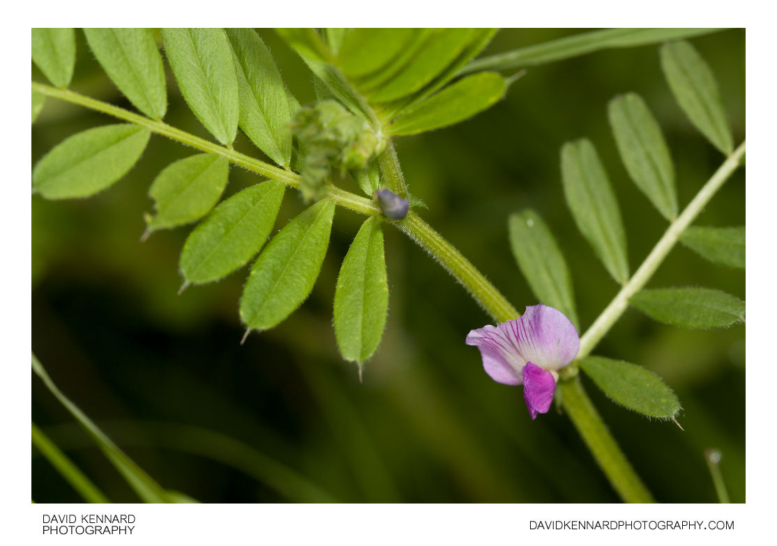 Common Vetch (Vicia sativa) (I) · David Kennard Photography