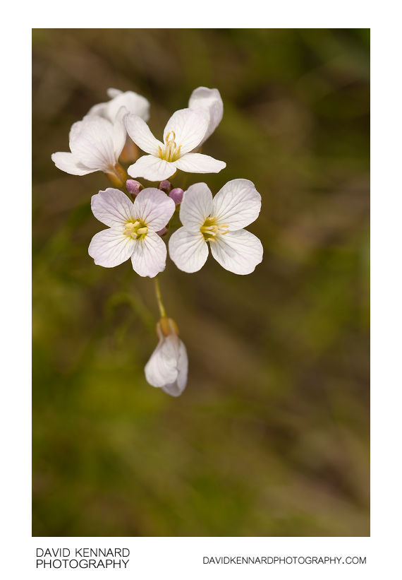 Lady's Smock (Cardamine pratensis) flowers