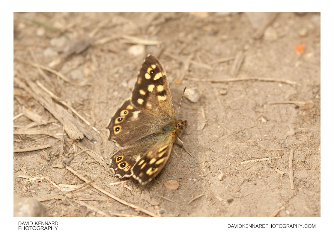 Speckled Wood Butterfly (Pararge aegeria tircis)