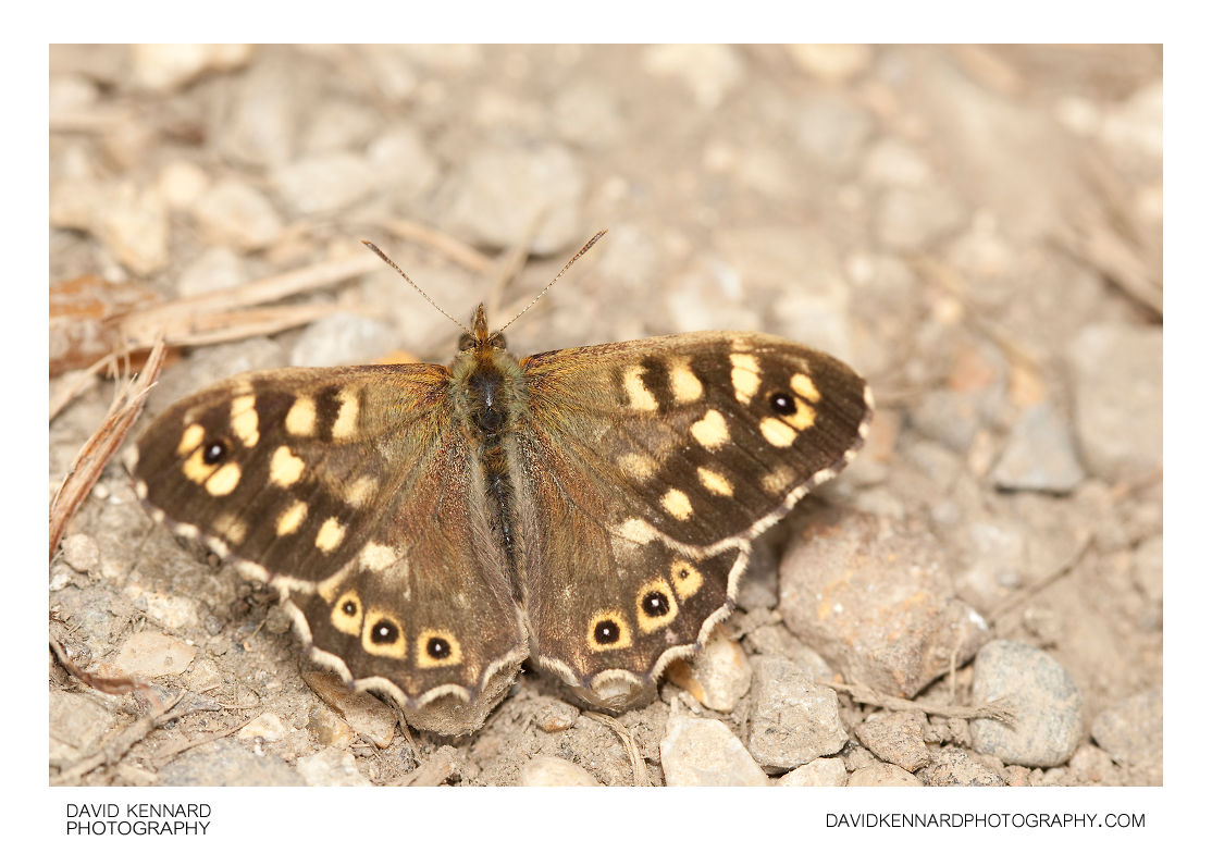 Speckled Wood Butterfly (Pararge aegeria tircis)
