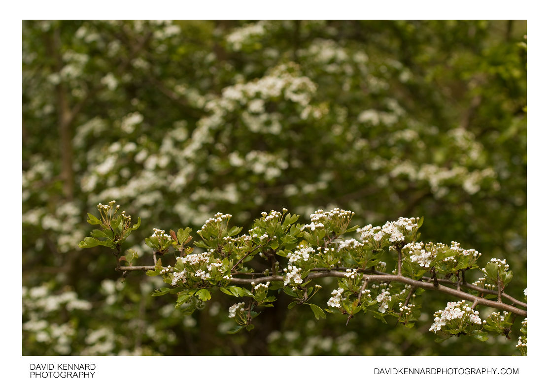 Common Hawthorn (Crataegus monogyna)