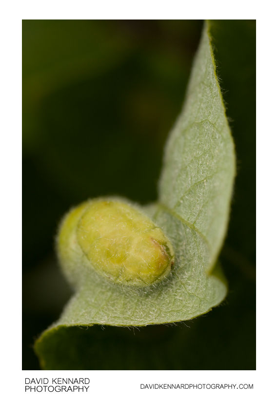 Gall on Salix Caprea leaf